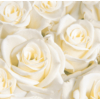 Kép 1/2 - Dunisoft ® textil hatású fehér rózsa mintás Szalvéta, 40 x 40 cm