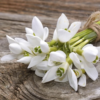 Paper+Design by Duni Szalvéta, mintás, 33 x 33 cm