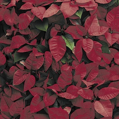 Tissue Szalvéta, mikulás virág mintás, 33 x 33 cm, 3-rétegű