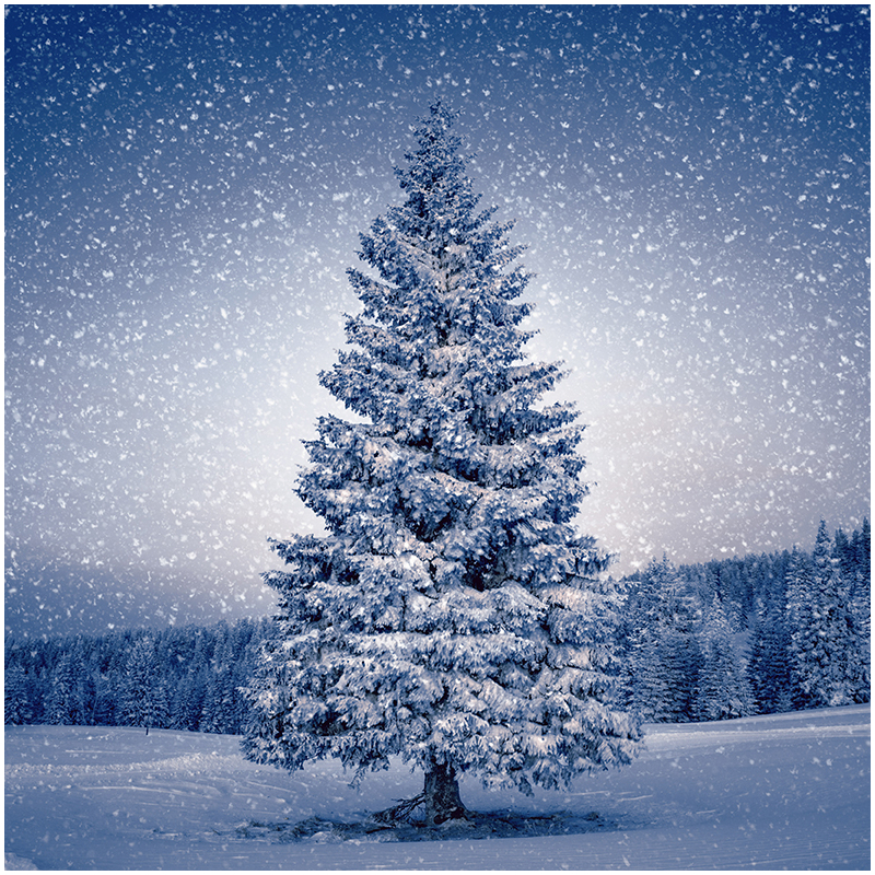 Paper+Design® Tissue karácsonyi, téli fenyő mintás Szalvéta, 33 x 33 cm, 3-rétegű